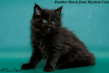    Panther Black 1,5 