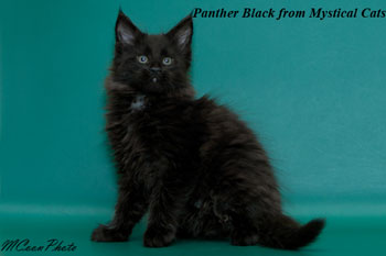    Panther Black 2 