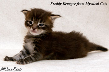    Freddy Krueger 2 