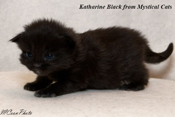    Katharine Black 2 