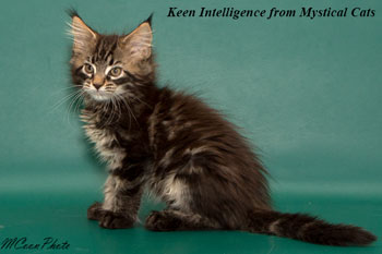    Keen Intelligence 2 